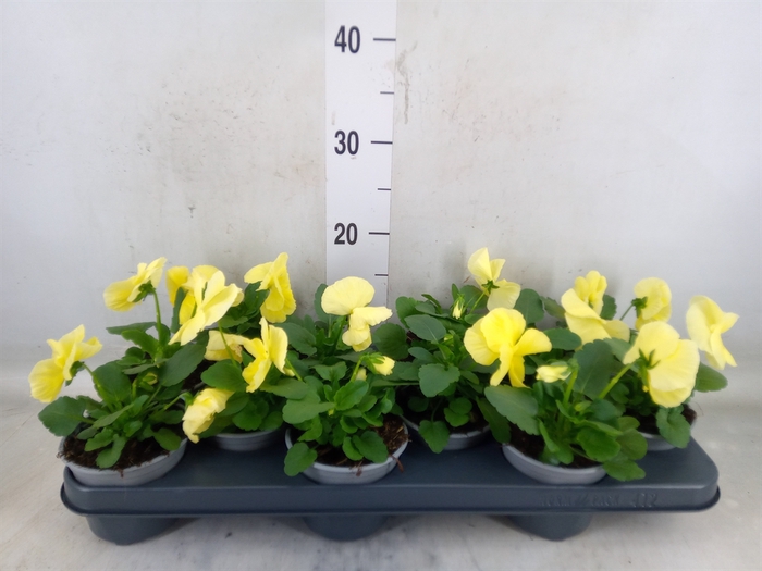 <h4>Viola wr. 'Delta Pure Primrose'</h4>