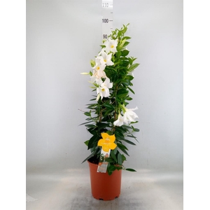 Mandevilla sand. 'SumStar White'