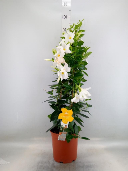 <h4>Mandevilla sand. 'SumStar White'</h4>