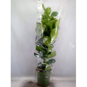 Clusia rosea
