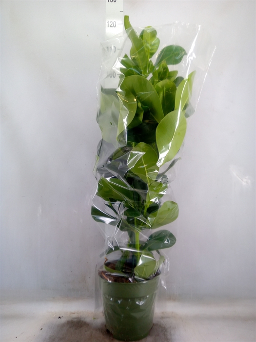 <h4>Clusia rosea</h4>