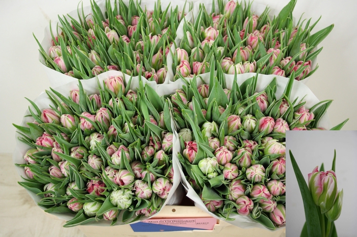 <h4>TU DU FLASH POINT</h4>