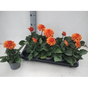 DAHL SUNSHINE ORANGE