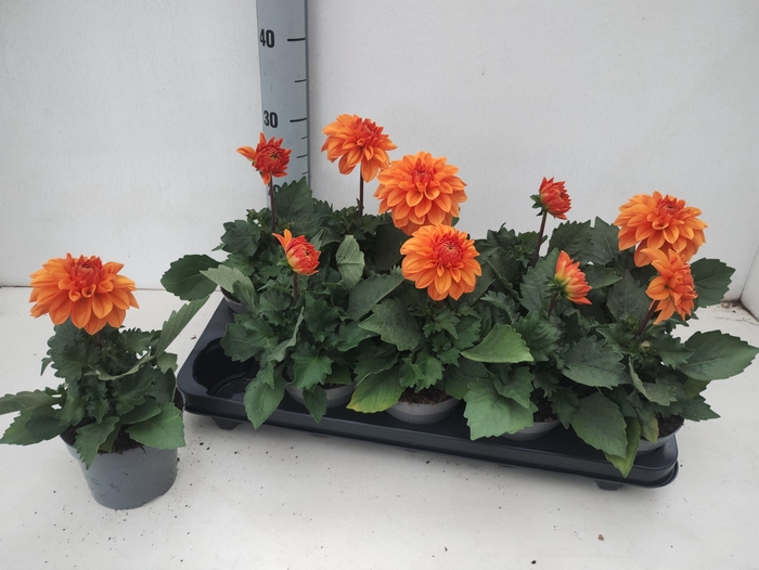 <h4>DAHL SUNSHINE ORANGE</h4>