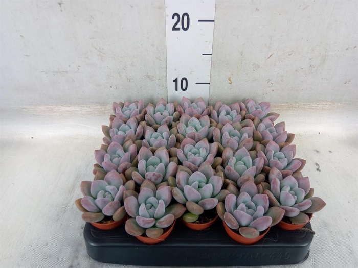 <h4>Succulents   ...</h4>