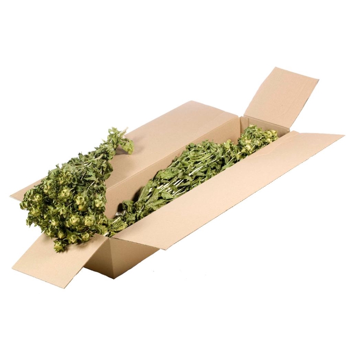 <h4>Bidens (carthamus) Sb Natural Green</h4>