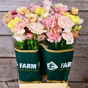 Di St Rainbow Pastel