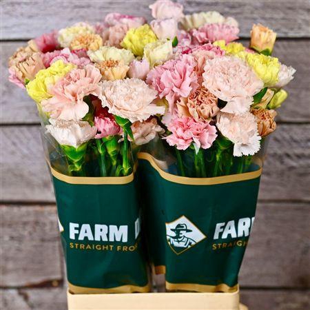 <h4>Di St Rainbow Pastel</h4>