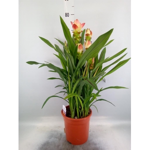 Curcuma alism. 'Siam Solar'