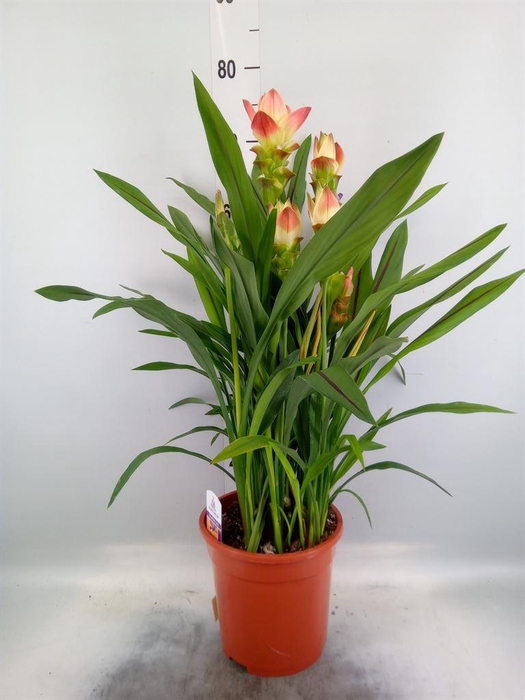 <h4>Curcuma alism. 'Siam Solar'</h4>
