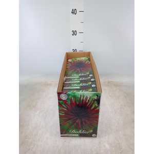 Dahlia   ...flowerbulbs