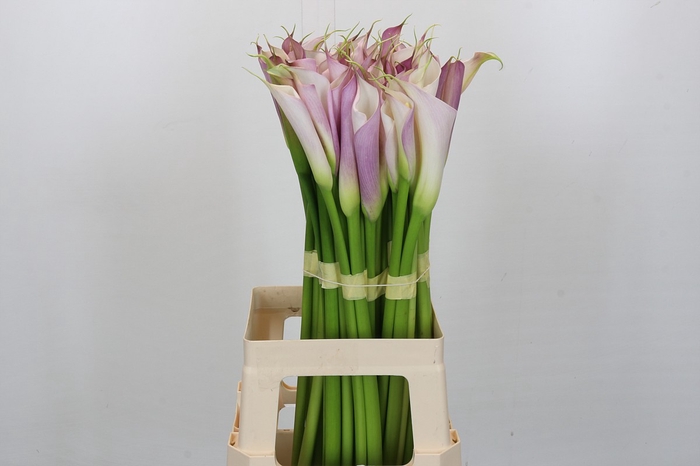<h4>Zantedeschia Eydolls Purple White</h4>