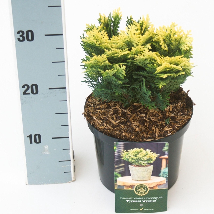 <h4>Chamaecyparis l. 'Pygmaea Argentea'</h4>