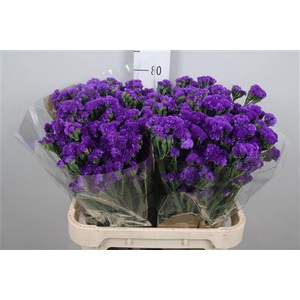 Lim S Navy Sun Birds