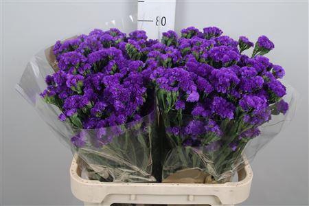 <h4>Lim S Navy Sun Birds</h4>