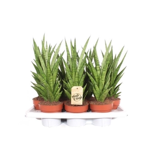 Sansevieria Tough Lady