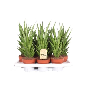 Sansevieria Tough Lady