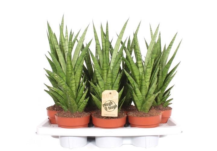 <h4>Sansevieria Tough Lady</h4>