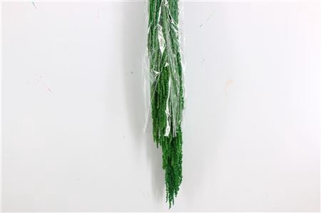 <h4>Pres Amaranthus Caud. 5pcs Green Bunch</h4>