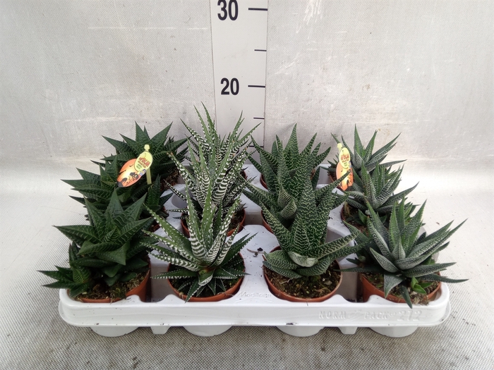 <h4>Haworthia   ...mix</h4>