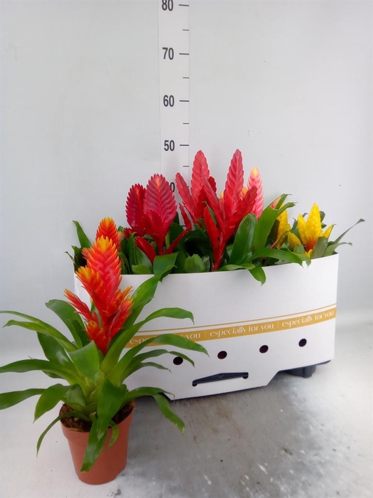 <h4>Vriesea   ...mix 8</h4>
