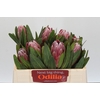 Protea Pink Ice