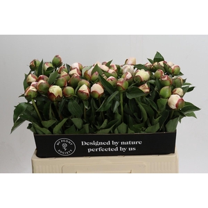 Paeonia Festiva Maxima