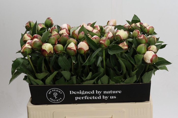 <h4>Paeonia Festiva Maxima</h4>