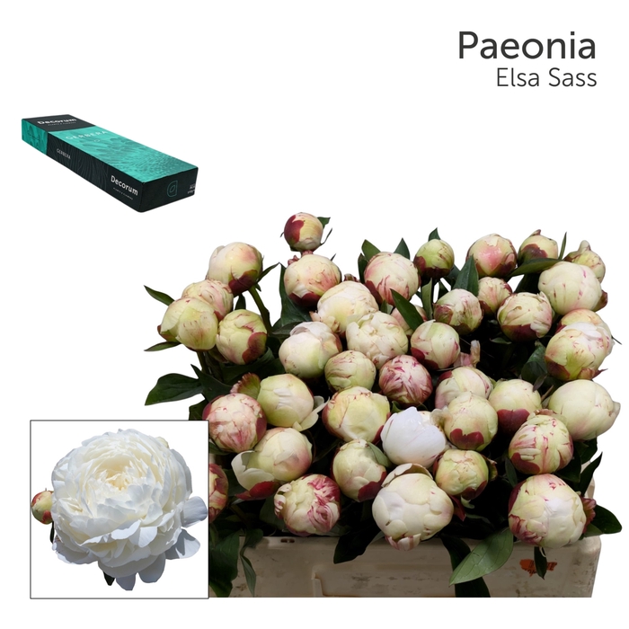 <h4>PAEO L ELSA SASS Small Box 20</h4>