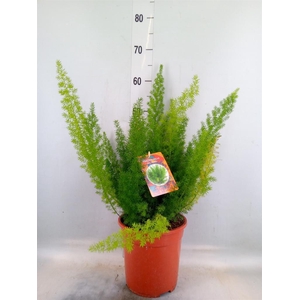 Asparagus dens. 'Meyers'