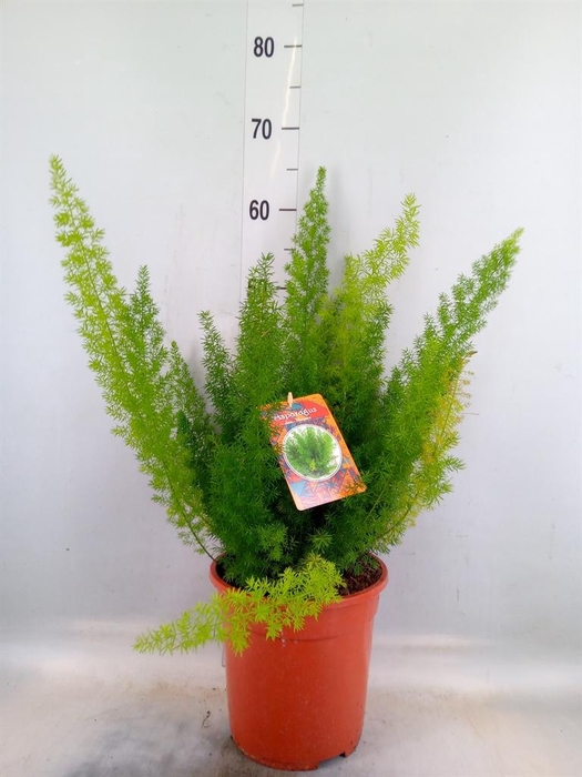 <h4>Asparagus dens. 'Meyers'</h4>