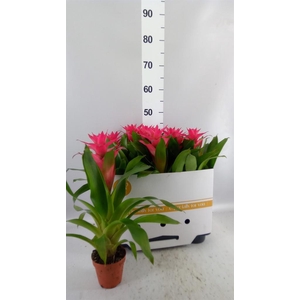 Guzmania   ...