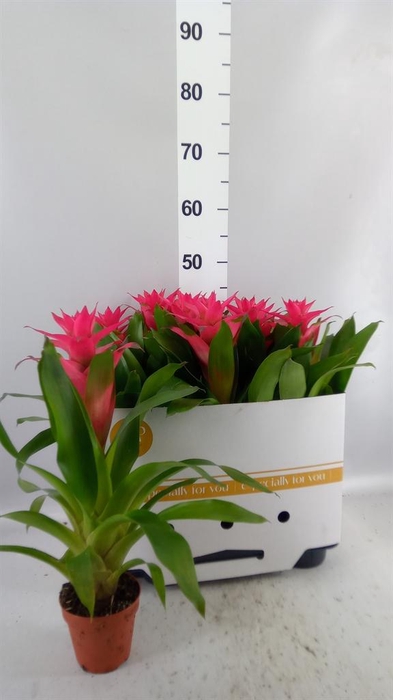<h4>Guzmania ...</h4>