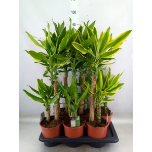 Dracaena frag.   ...mix 3