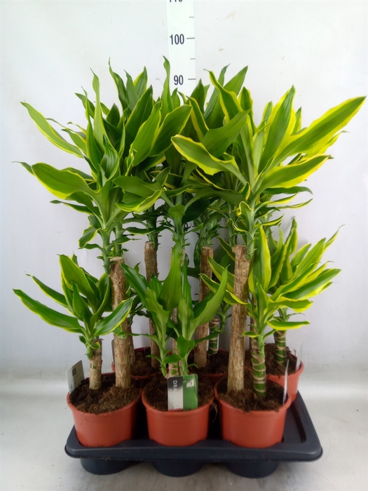 <h4>Dracaena frag.   ...mix 3</h4>