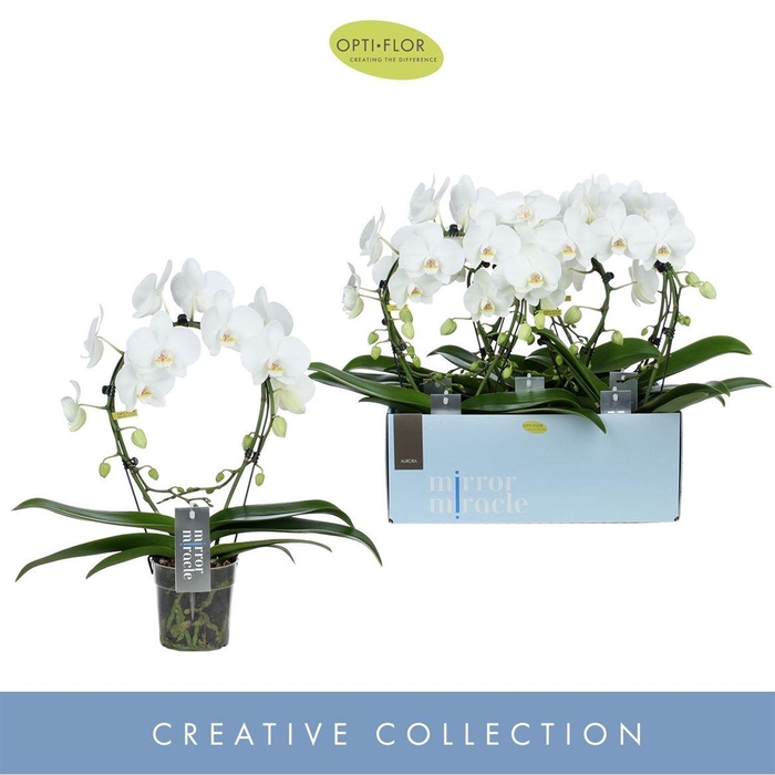 <h4>Phal Boog Aurora 2 Tak</h4>