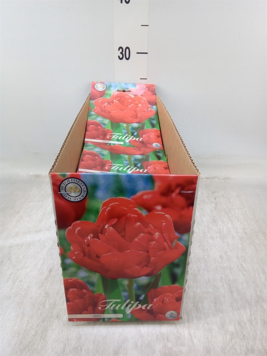 <h4>Tulipa   ...flowerbulbs</h4>