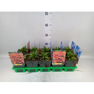 Helenium  'Moerheim Beauty'