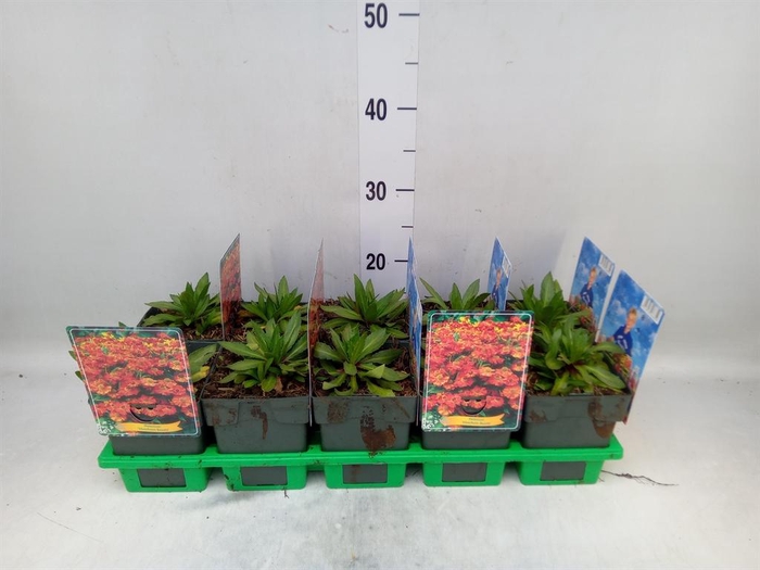 <h4>Helenium  'Moerheim Beauty'</h4>