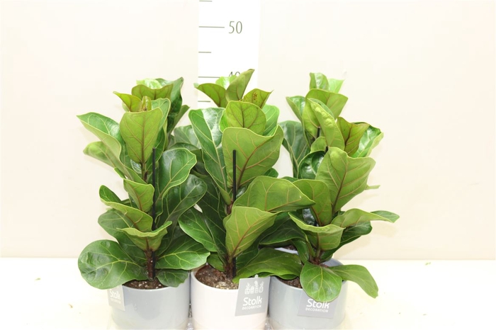 Ficus Lyrata In Emily Keramiek