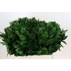 Ruscus Israel