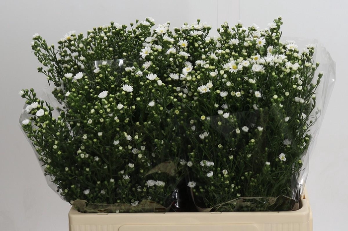 <h4>Aster Paquita</h4>