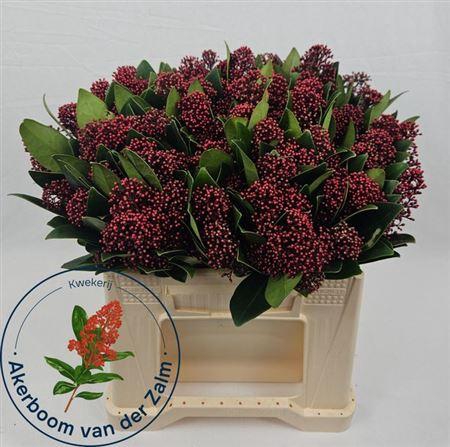<h4>Skimmia J Rubella Bs</h4>