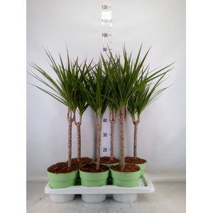 Dracaena marg.