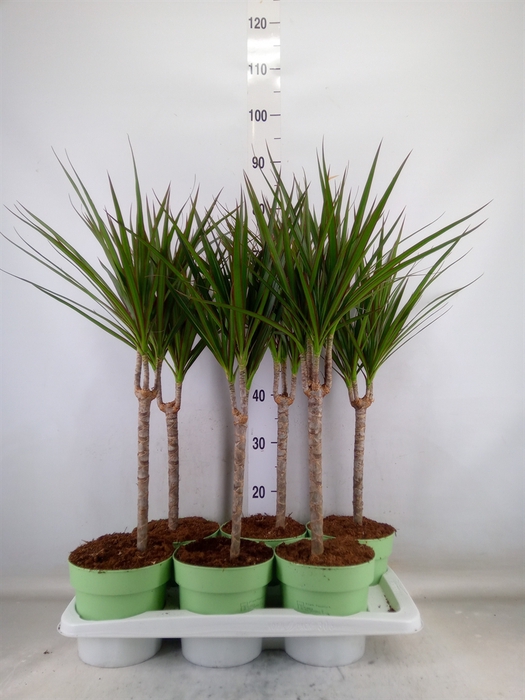<h4>Dracaena marg.</h4>