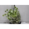 PEPEROMIA SCANDENS C21