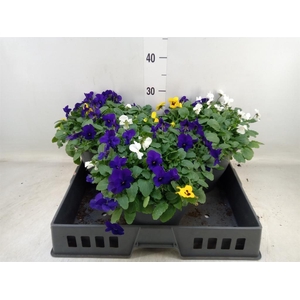 Viola corn. 'Endurio'   ...mix