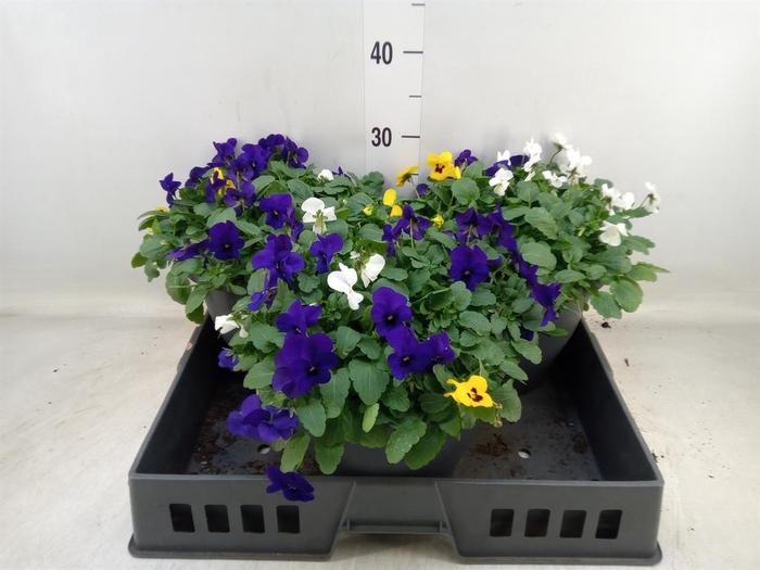 <h4>Viola corn. 'Endurio'   ...mix</h4>