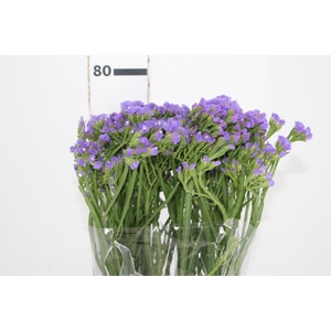 STATICE SINZII BLUE 080 CM