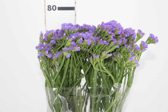 STATICE SINZII BLUE 080 CM